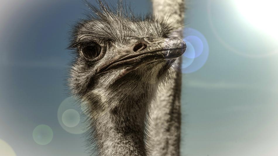 Strauss Bird Head