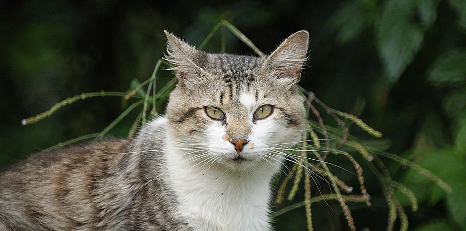 Domestic Cat Animal Pet