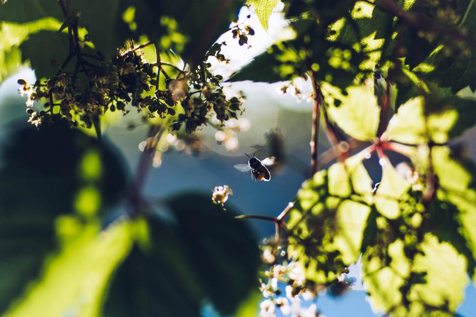 Bee Summer Insect