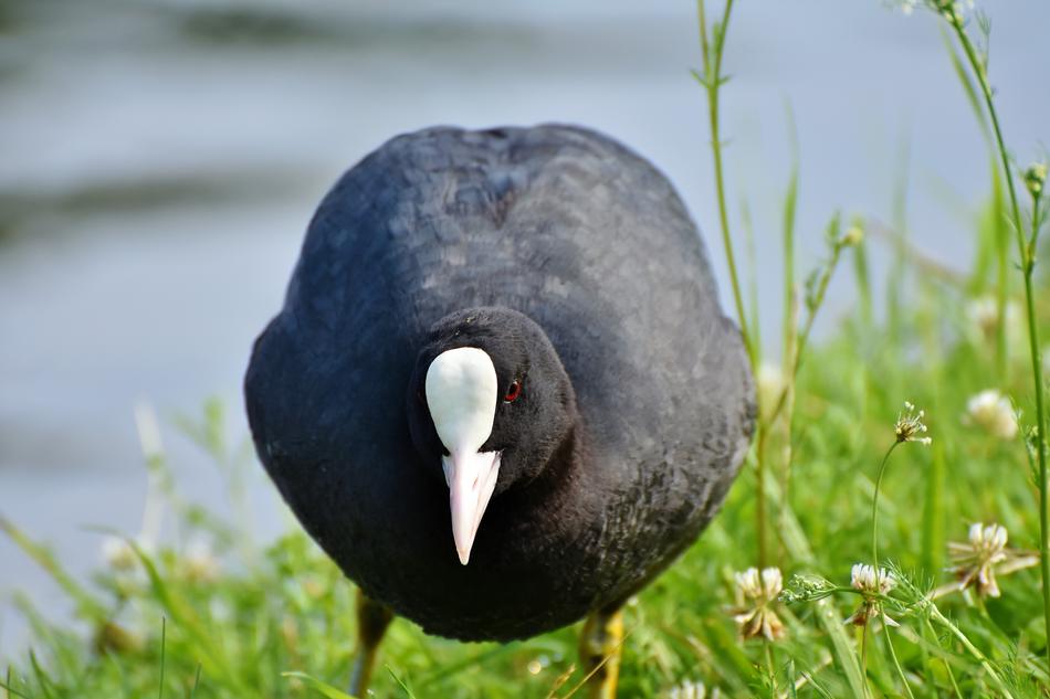 Coot Duck Water Bird