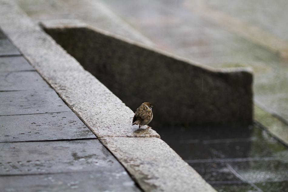 little bird in the rain