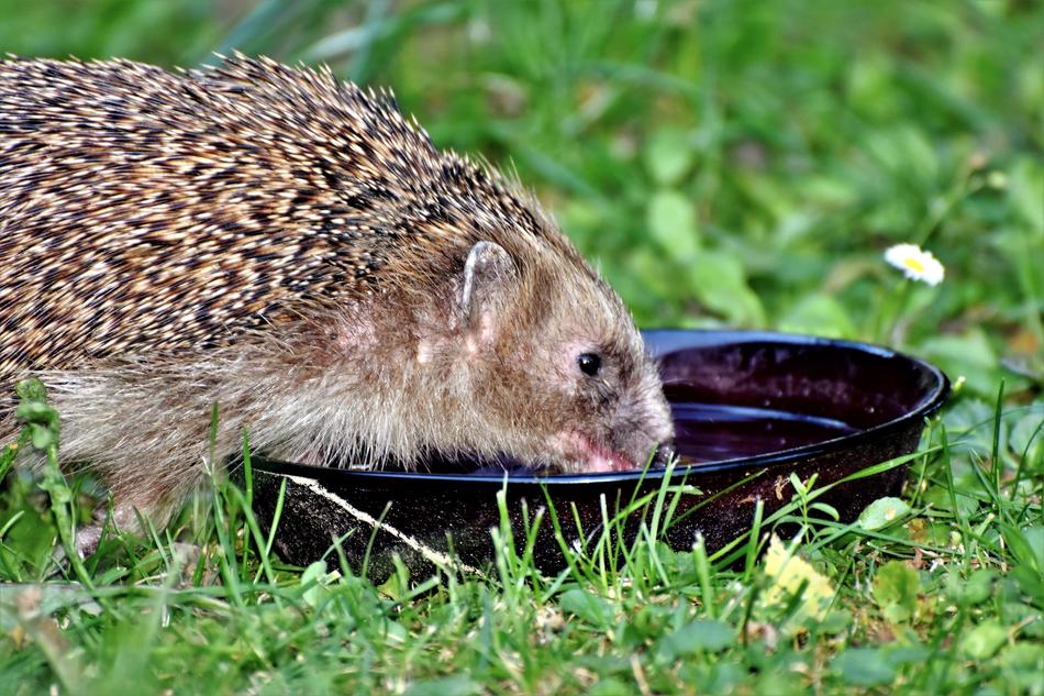 Hedgehog Spur Hannah
