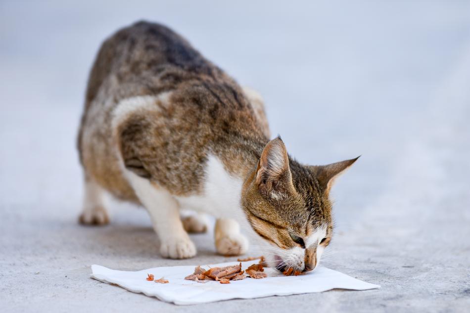 Cat Animal Cute