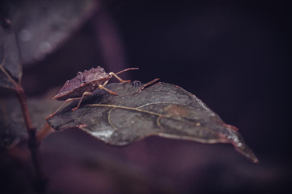 Bug Insect Nature