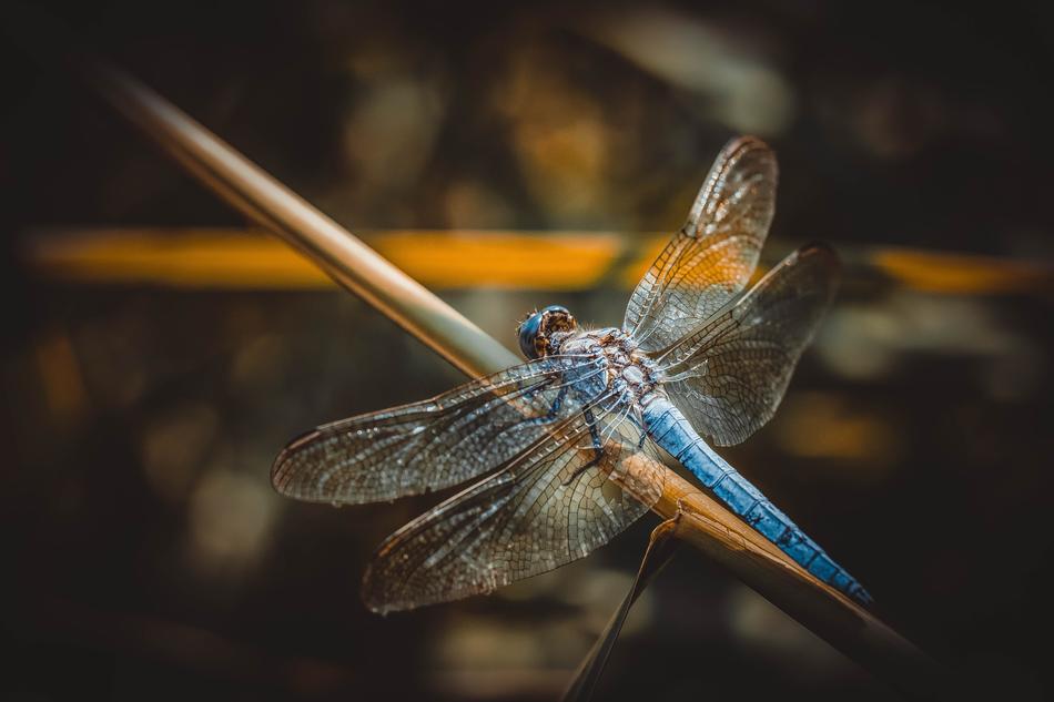 Dragonfly Insect Macro