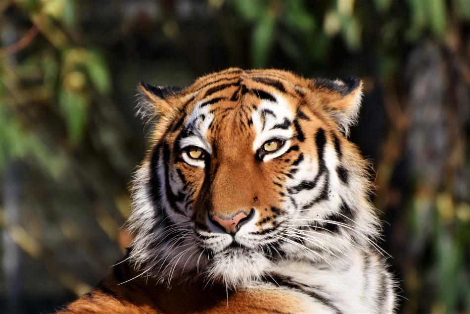 Tiger Siberian Head