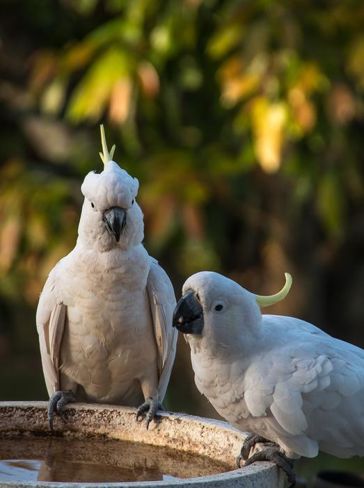 Sulphur Crested Cockatoo Parrots