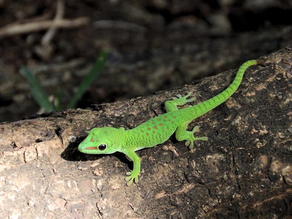 The Lizard Gad Green