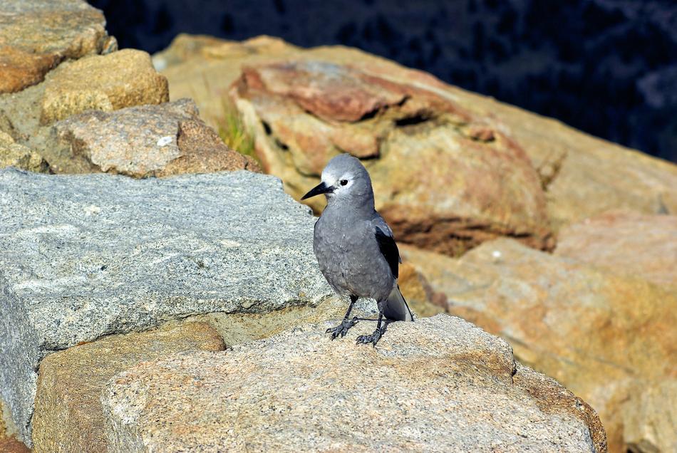 Clark'S On Rainbow Curve Bird