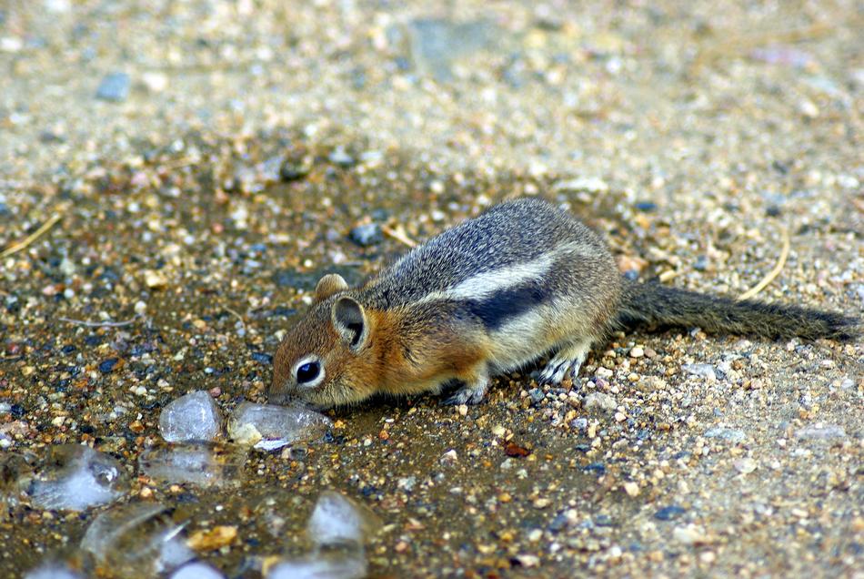 squirrel on the ground drinking water