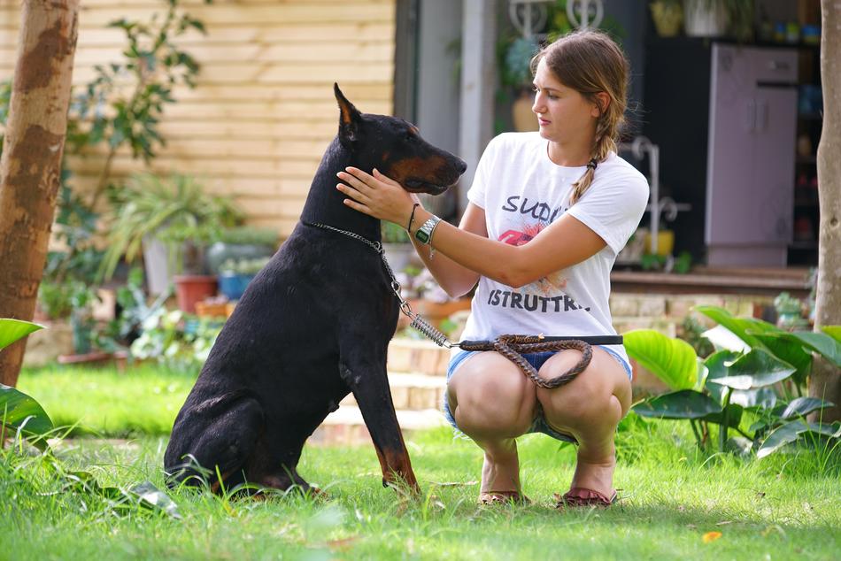 Beauty Doberman Close