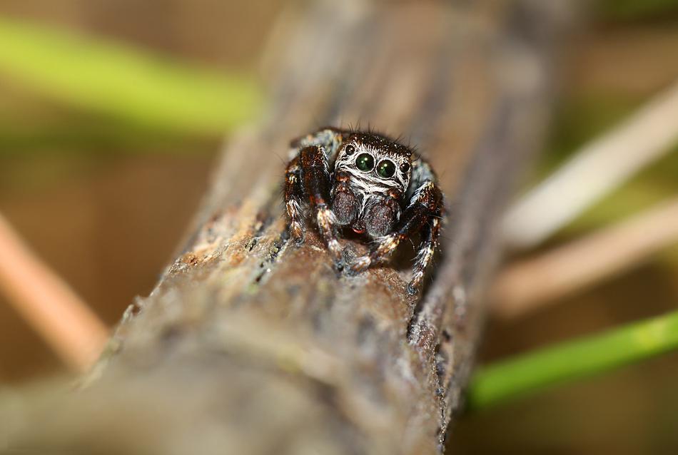 Skakun Insect Macro
