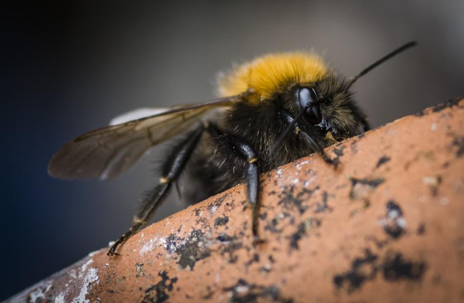 Insect Bee Pollinator