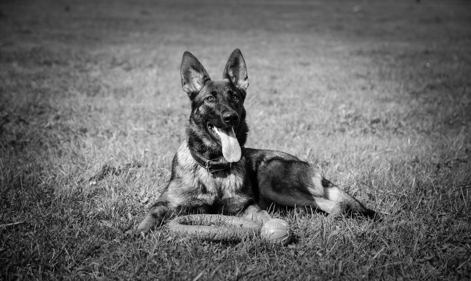 Dog Shepherd