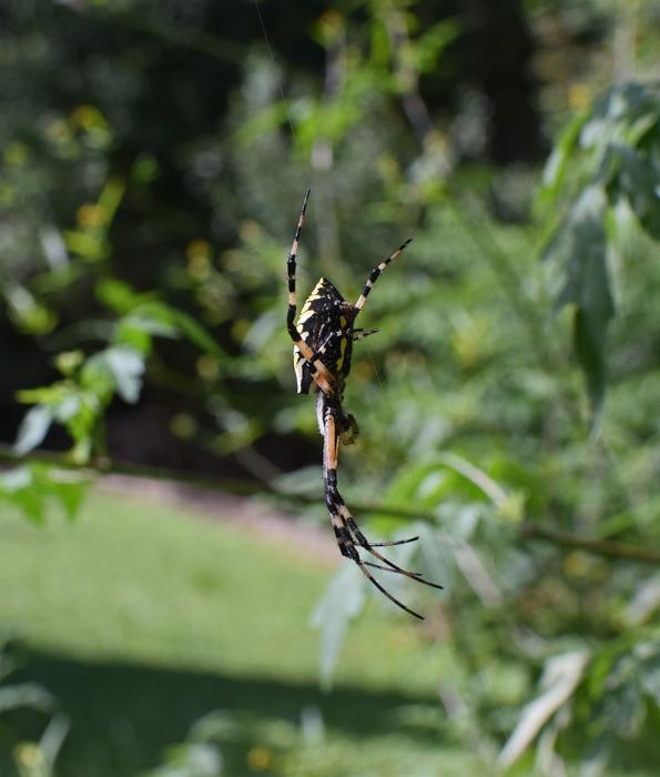 Yellow Garden Spider Insect