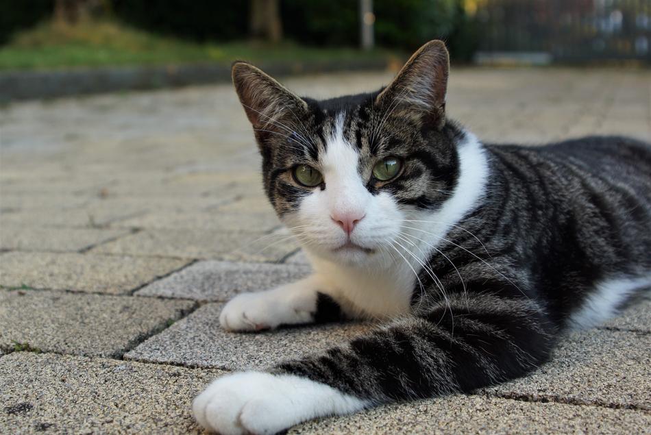 Cat Pet Mackerel