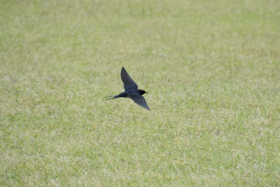 Animal Park Lawn