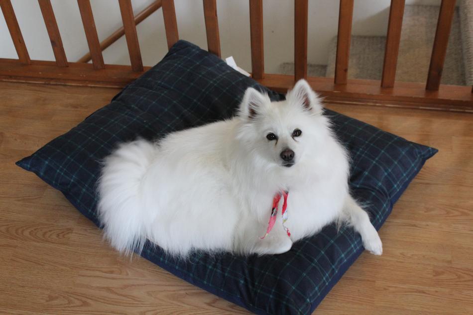 Eskimo Dog Spitz