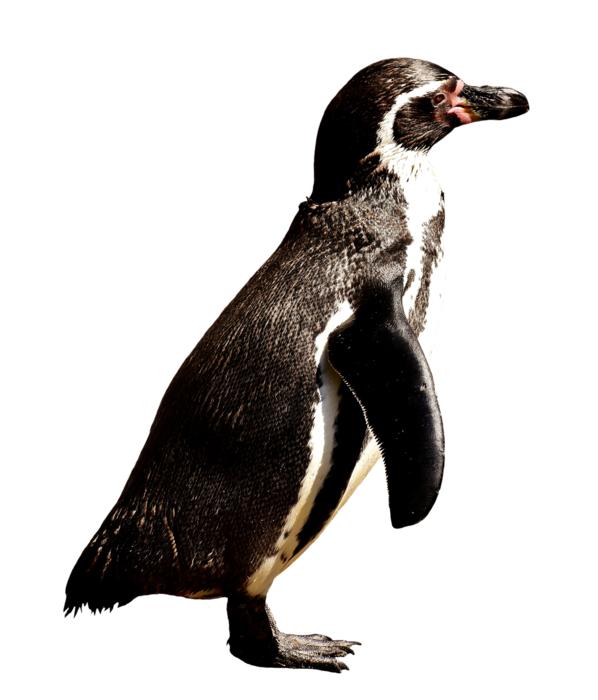 Penguin Animal World Water