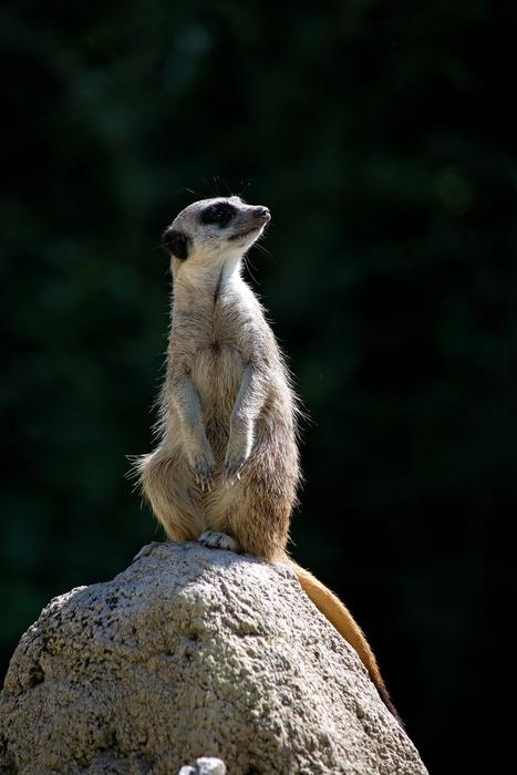 Meerkat Animal Mammal