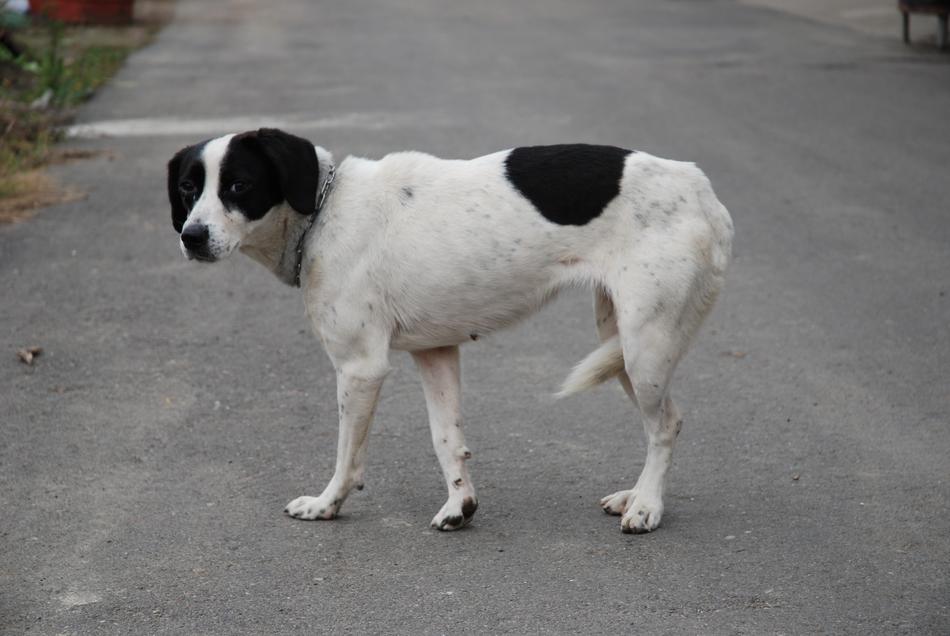 Dog Stray Puppy