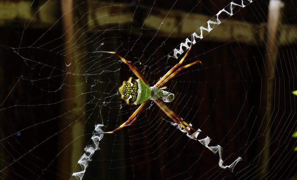 Macro Insect Web