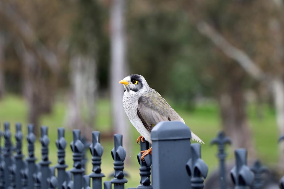 Noisy Miner Honey Eater Bird