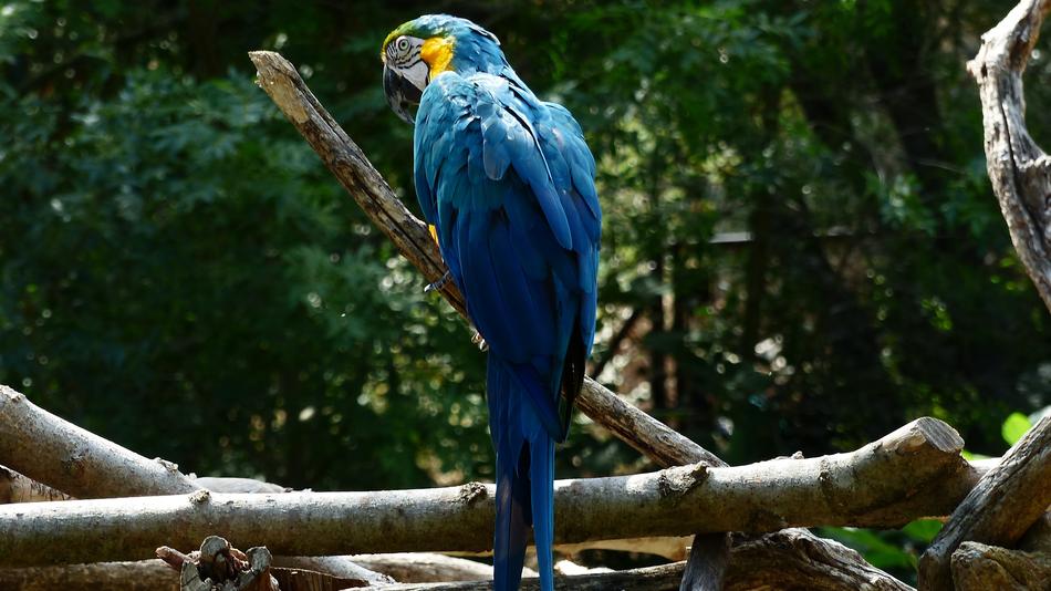 Bird Parrot Blue