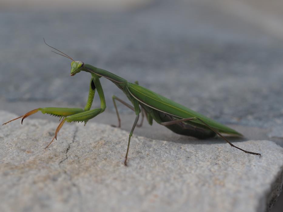 green mantis on a rock