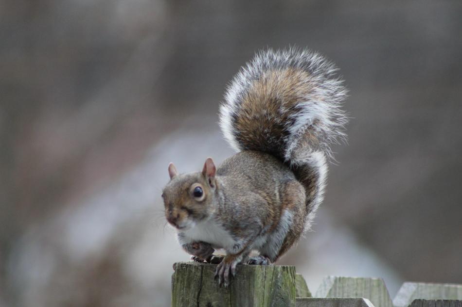 Cute Animals Mammal