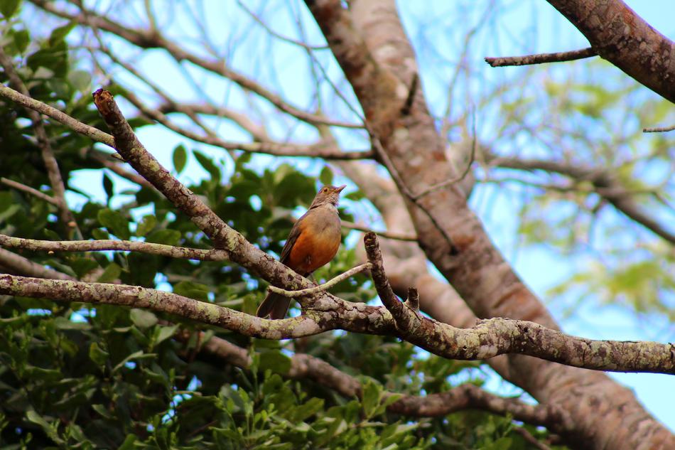 Sabiá-Laranjeira Bird Brazilian