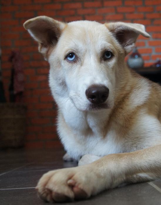 seeing eye dog