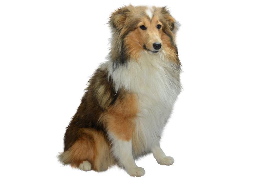 Colli Isolated Dog