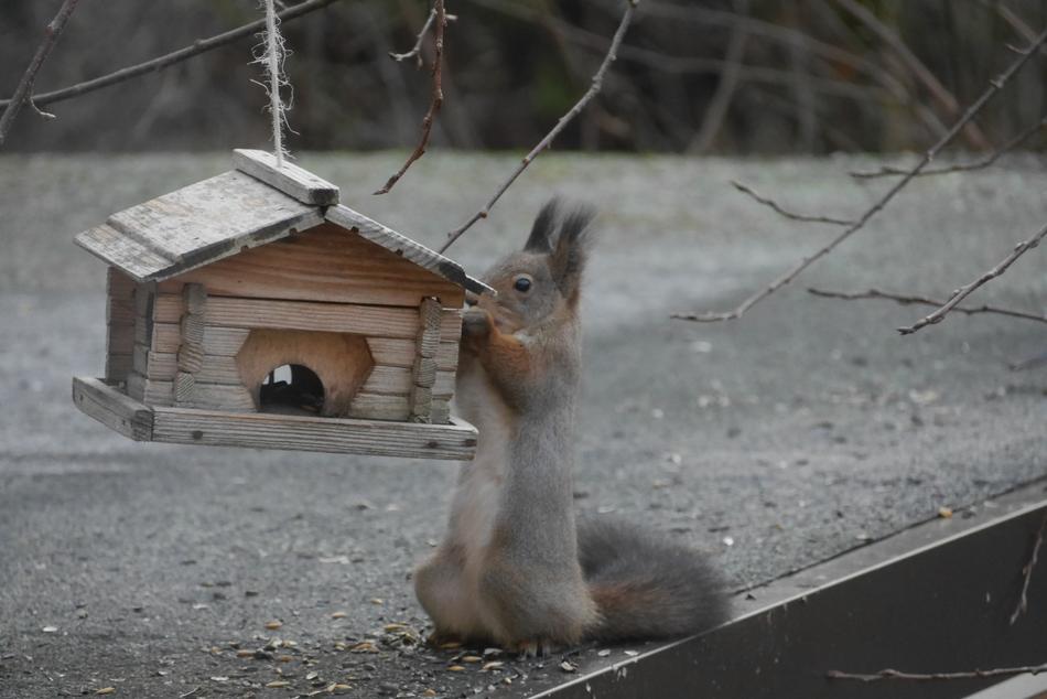 Squirrel Birdhouse Hungry