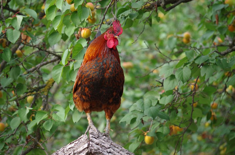 Farm Hen Animal