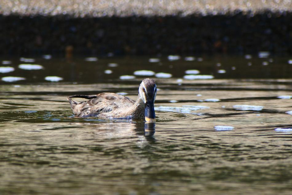 floating duck on a river