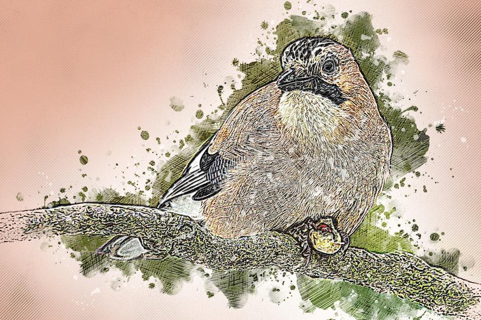 animal bird jay garrulus glandarius