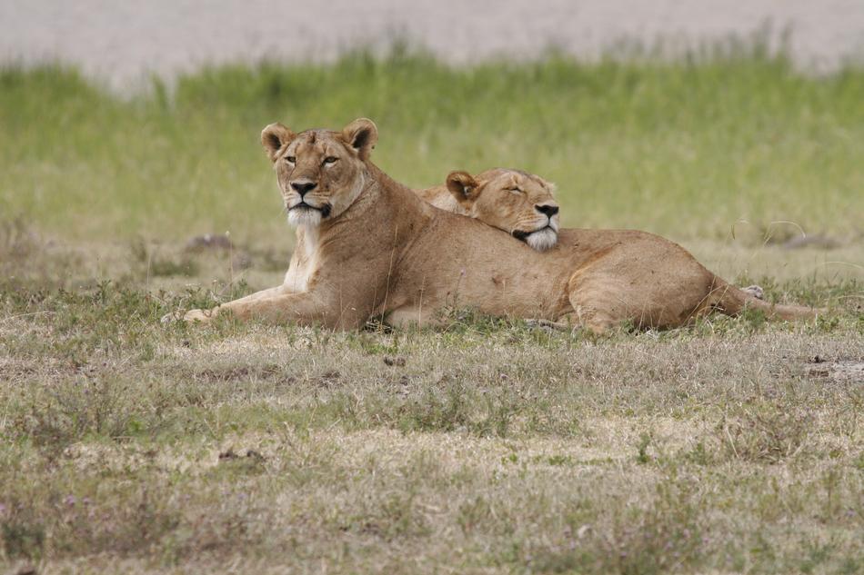 Lion Lioness Lionesses