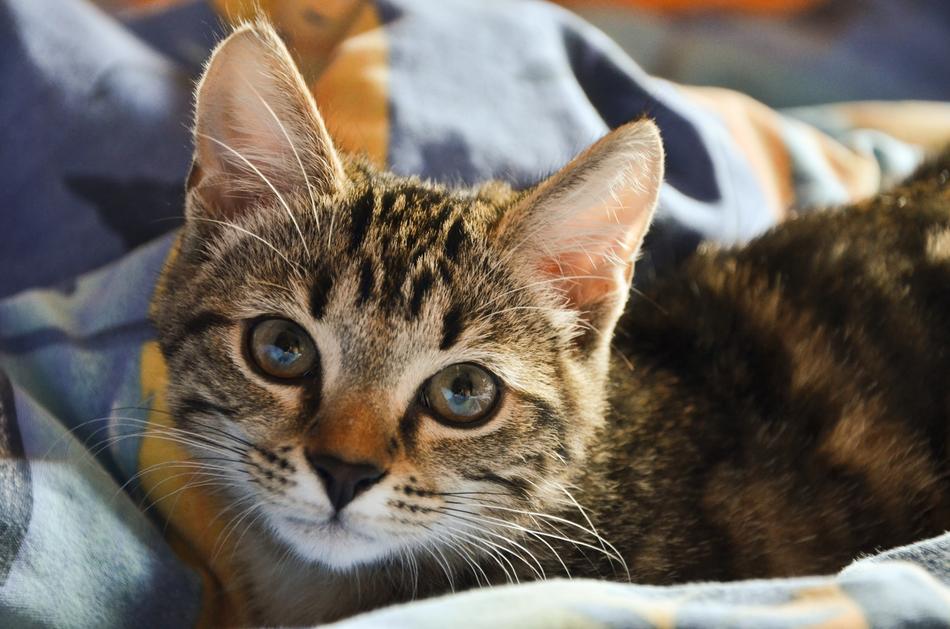 Cat Blanket Pet