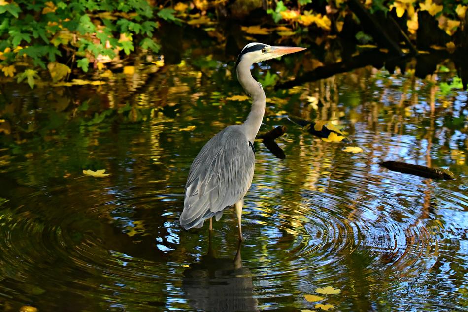 Heron Wading Bird Animal