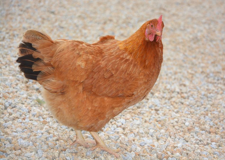 Red Hen Laying Rousse