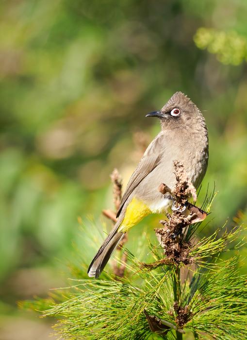 Cape Bulbul Bird Avian