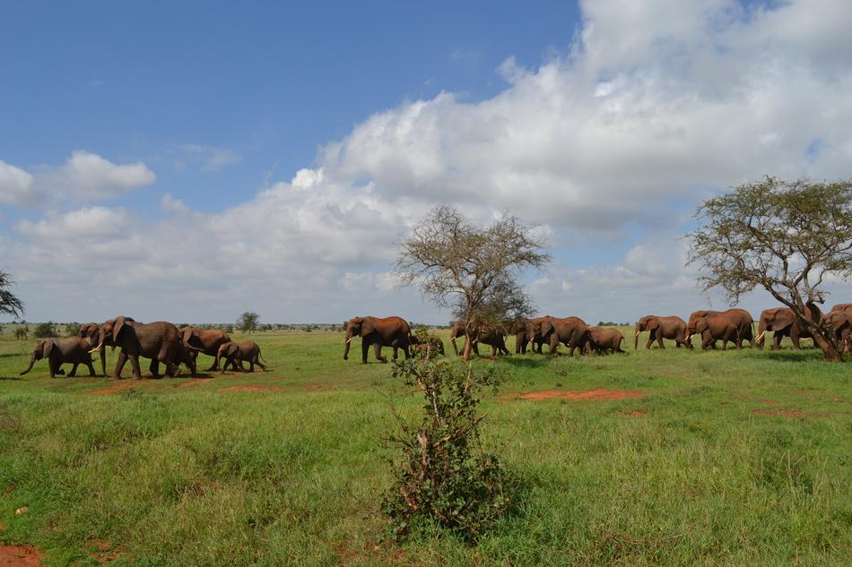 Kenya Animal Safari