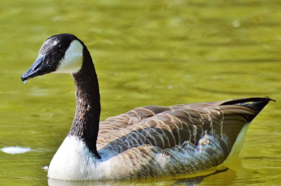 Wild Goose Water Bird