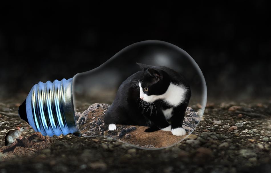 Cat Mouse Light Bulb