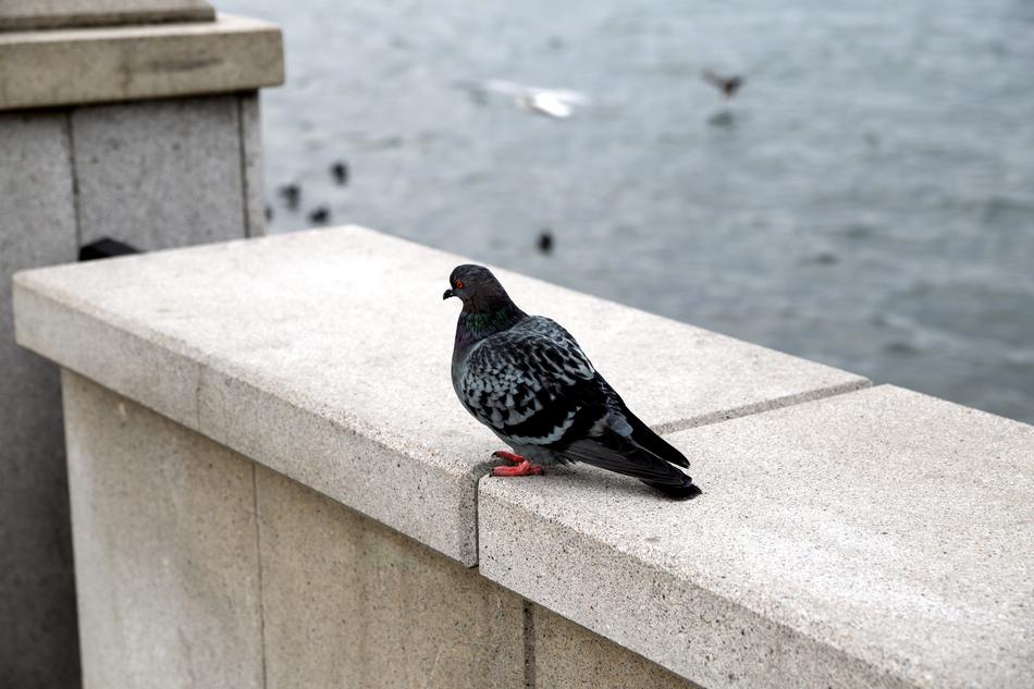 black pigeon on a stone fence