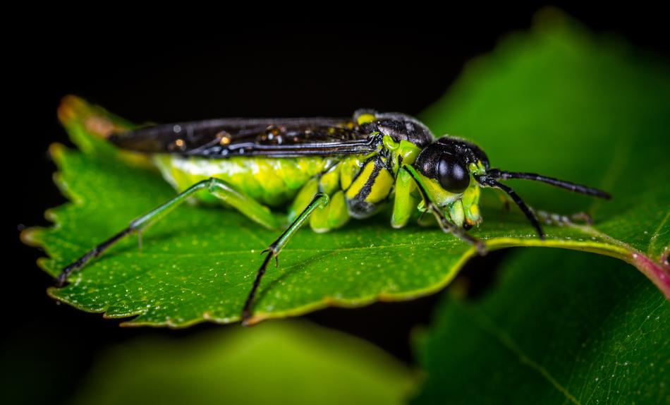 Macro Insect Bespozvonochnoe
