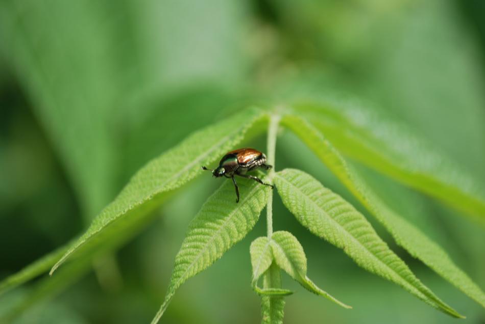 shiny beetle on the leaves of plants