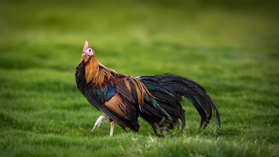 Rooster Phoenix Chicken