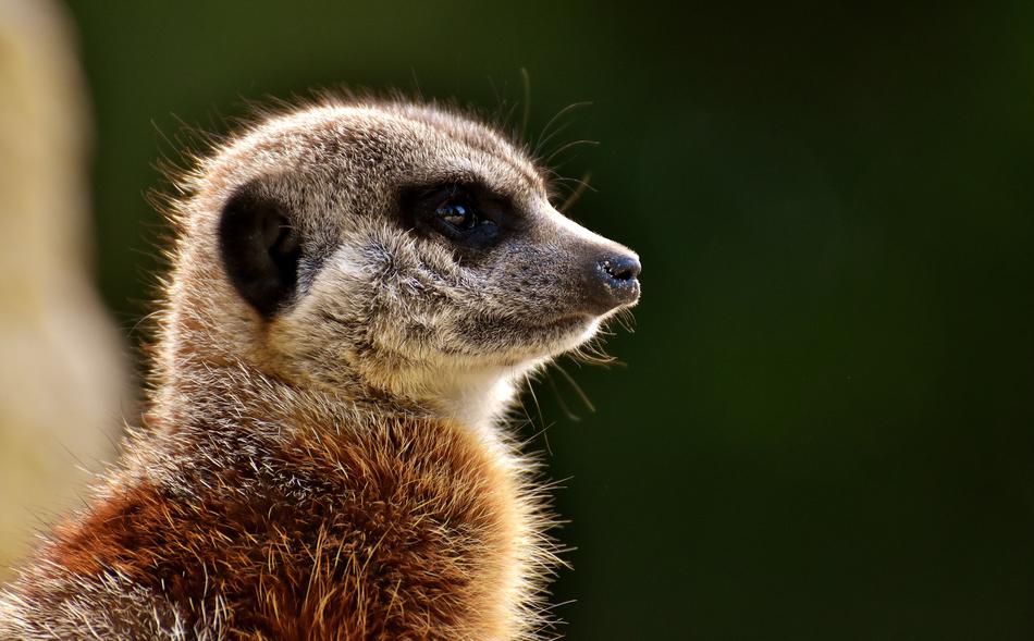 Meerkat Animal Nature